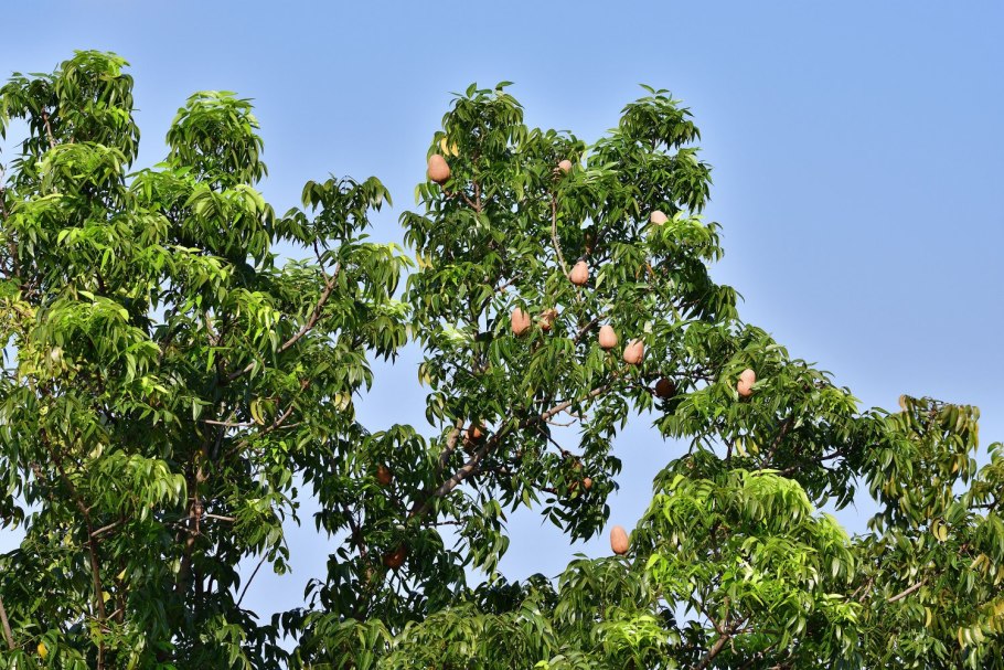 Свитения крупнолистная