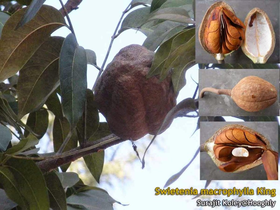 Свитения махагони