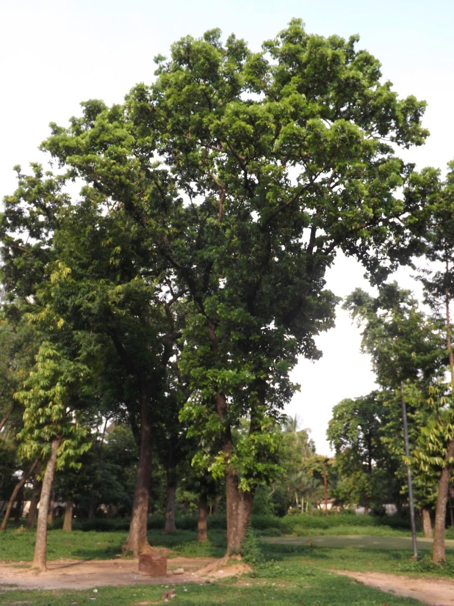 Свитения махагони