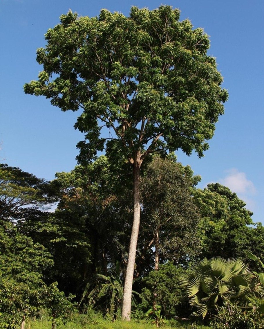 Swietenia Mahagoni