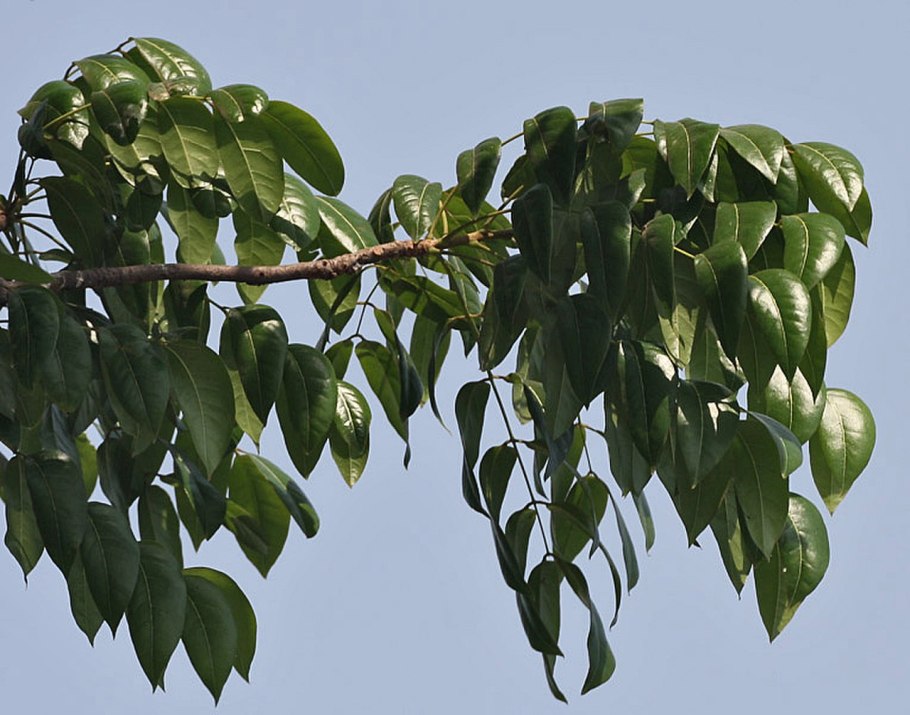 Свитения как выглядит в природе