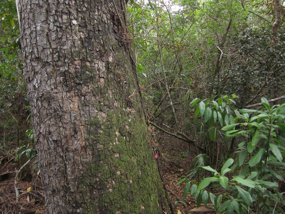 Махагон фрукты от бесплодия