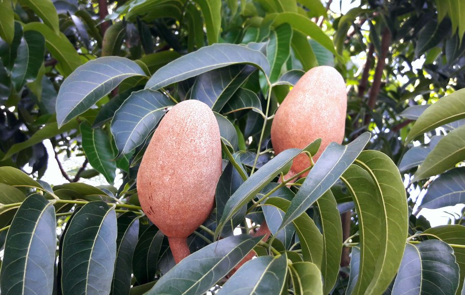 Swietenia macrophylla