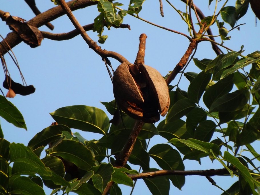 Свитения махагони