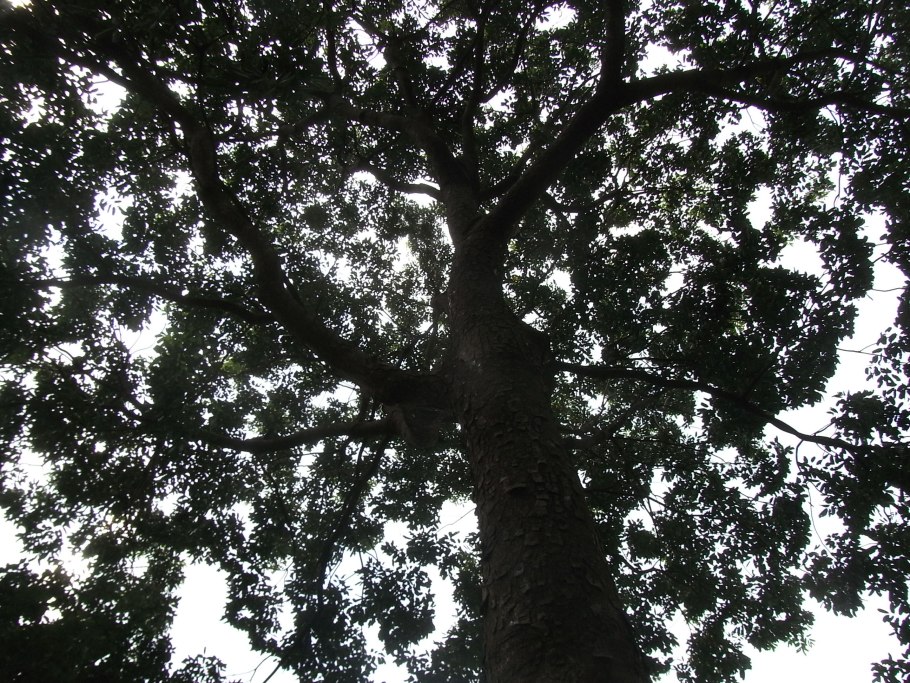 Дерево свитения махагони