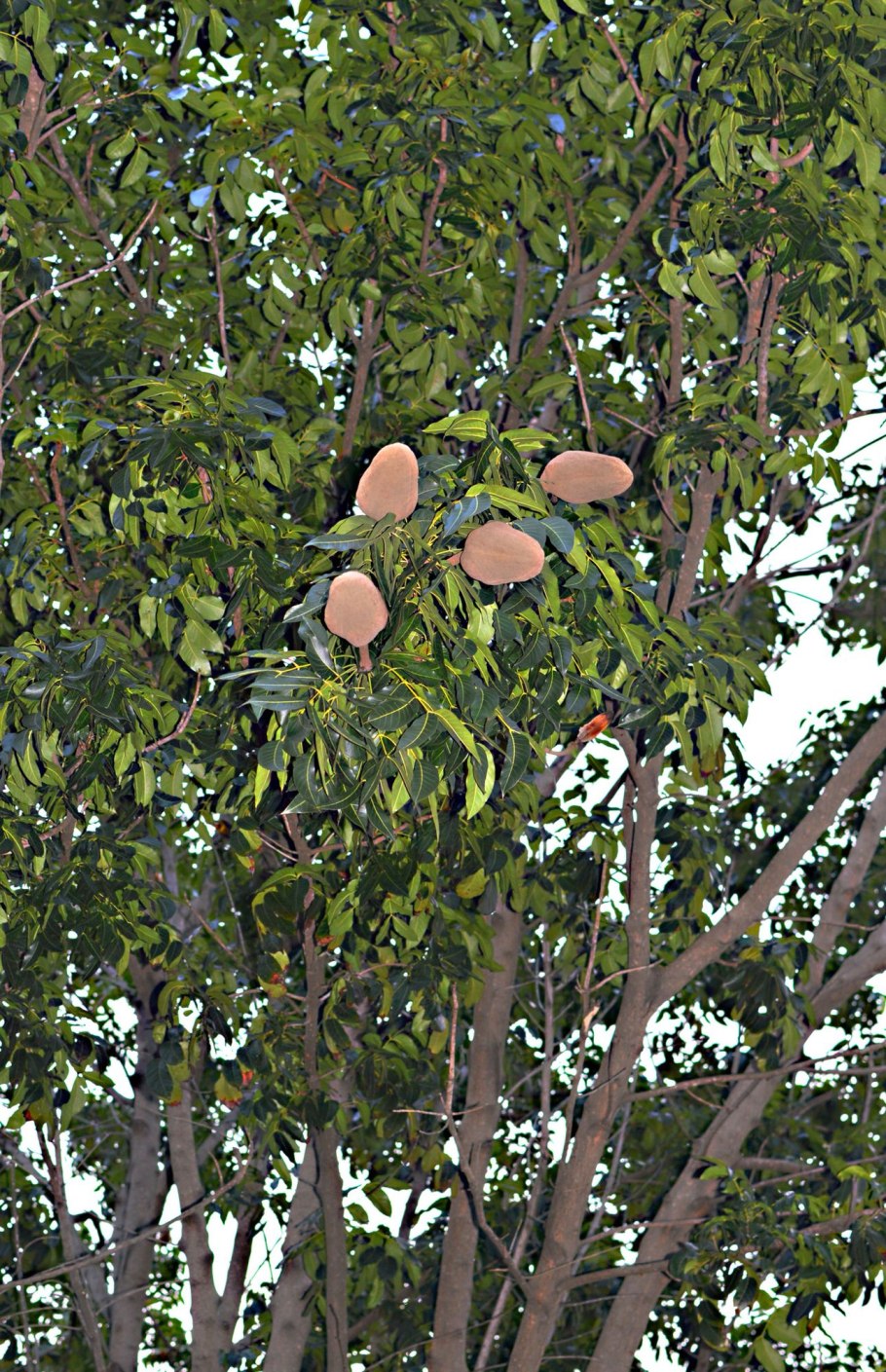 Красное макогоновое дерево