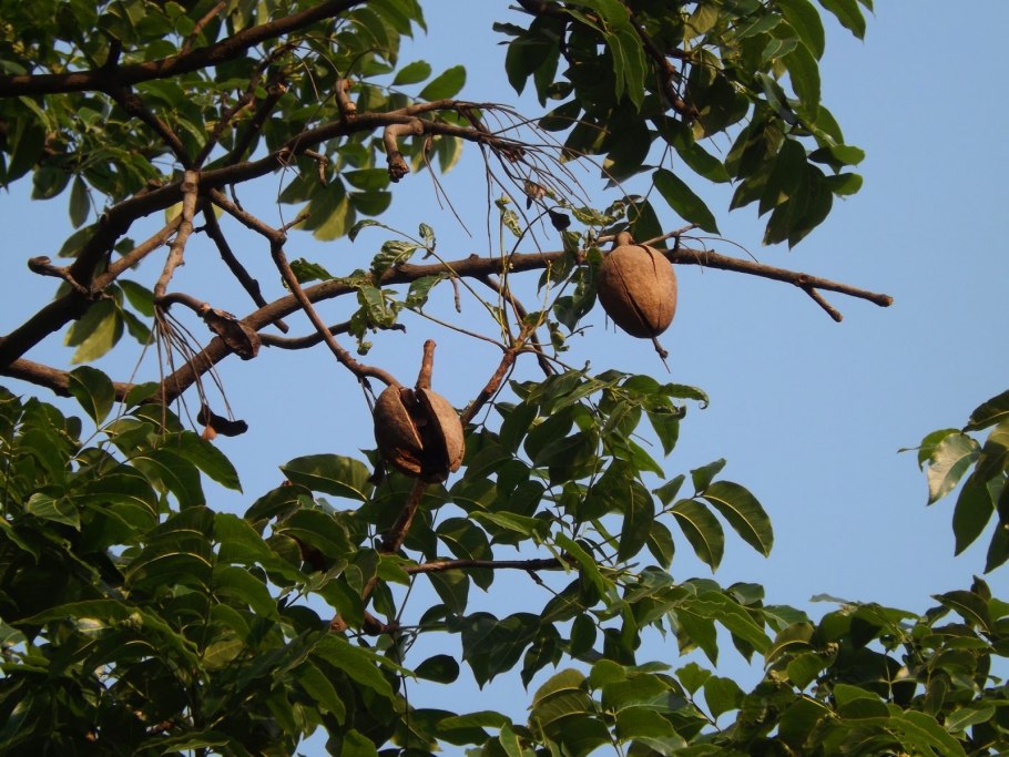 Свитения махагони