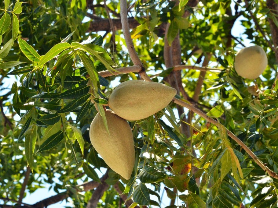 Swietenia macrophylla