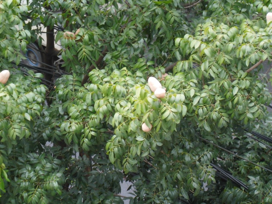 Кровавое дерево Pterocarpus angolensis