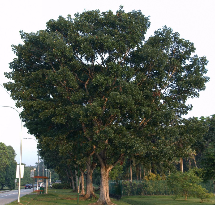 Махагониевое дерево, свитения (Swietenia Mahagoni)