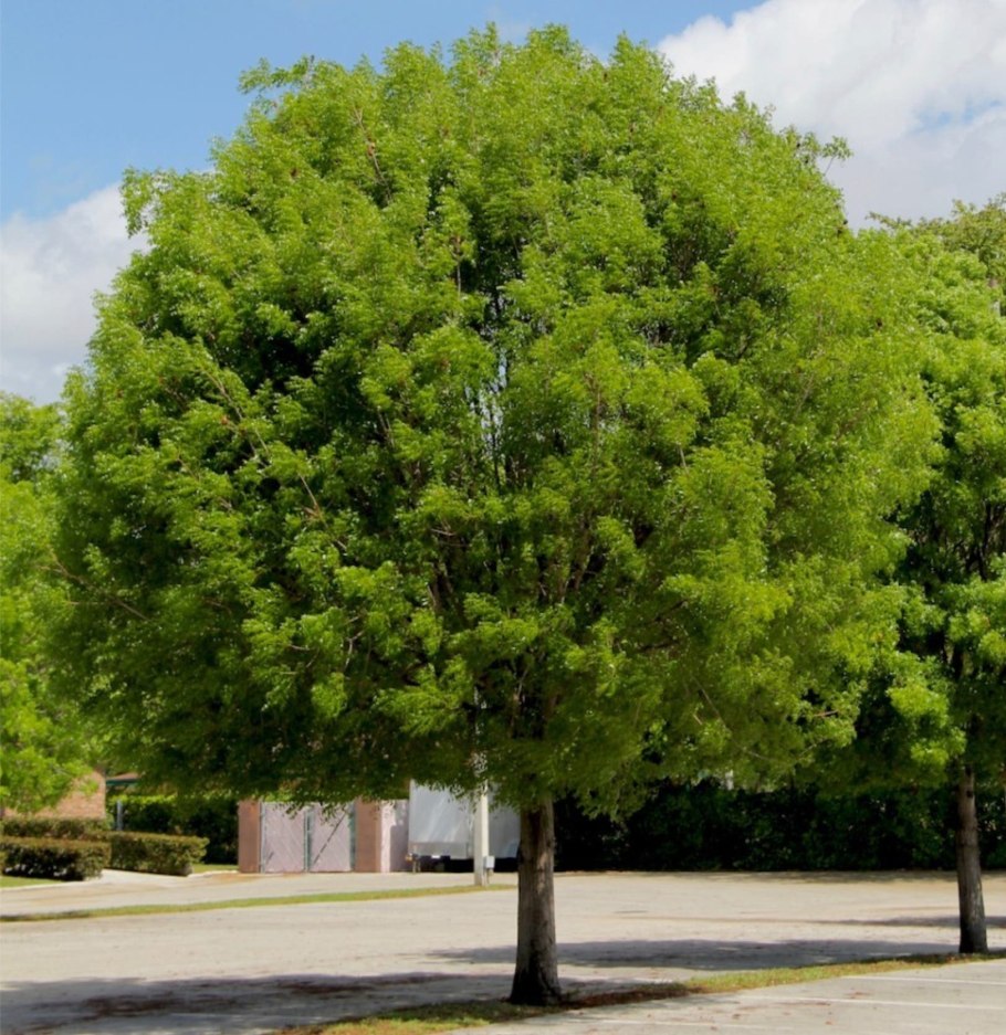 Дерево свитения махагони