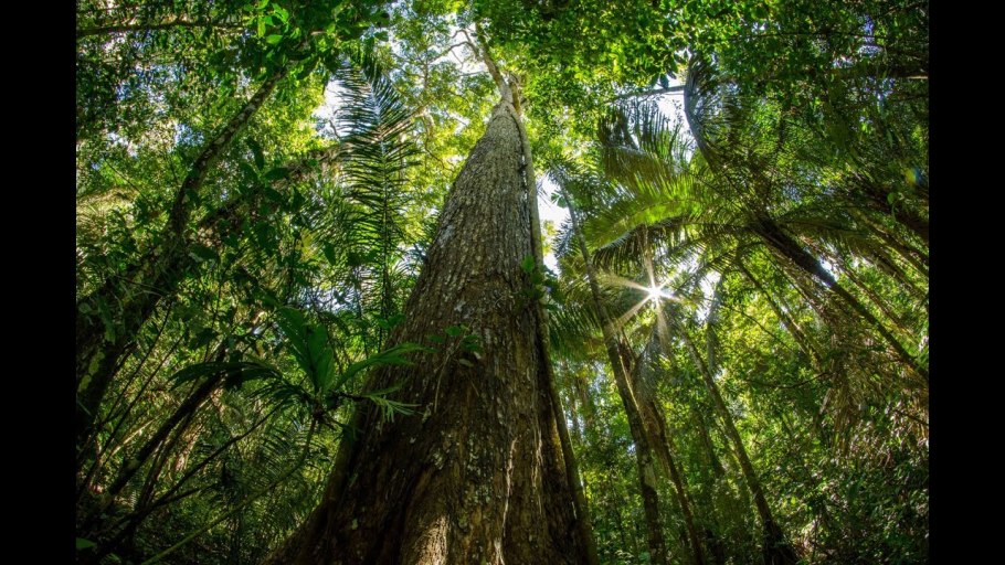 Свитения махагони