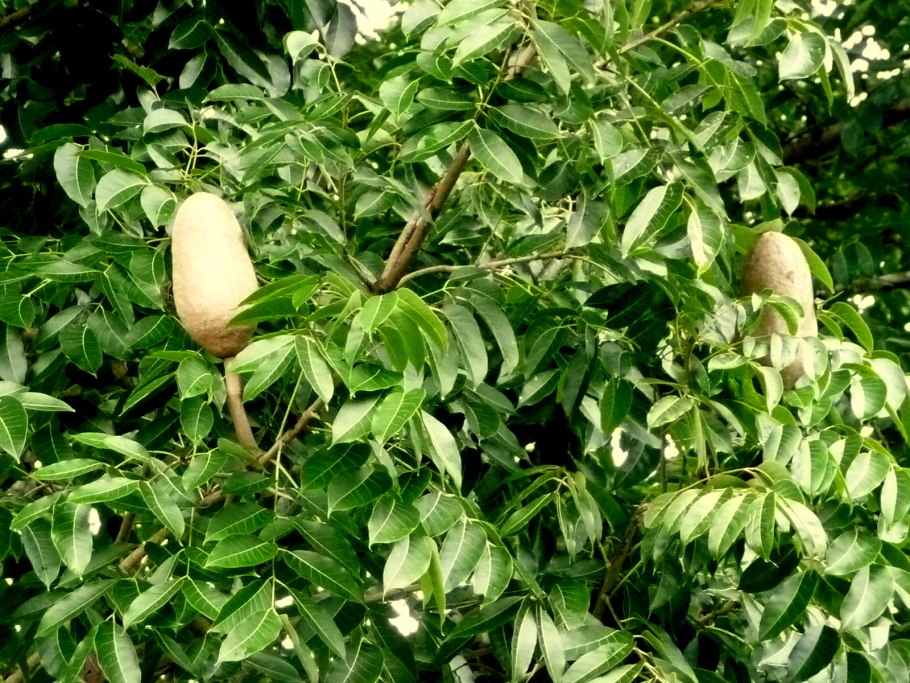 Swietenia macrophylla