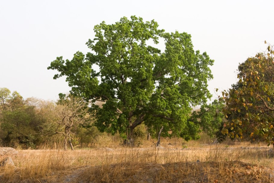 Pterocarpus rotundifolius