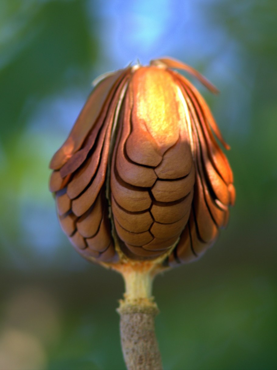 Махагони плоды