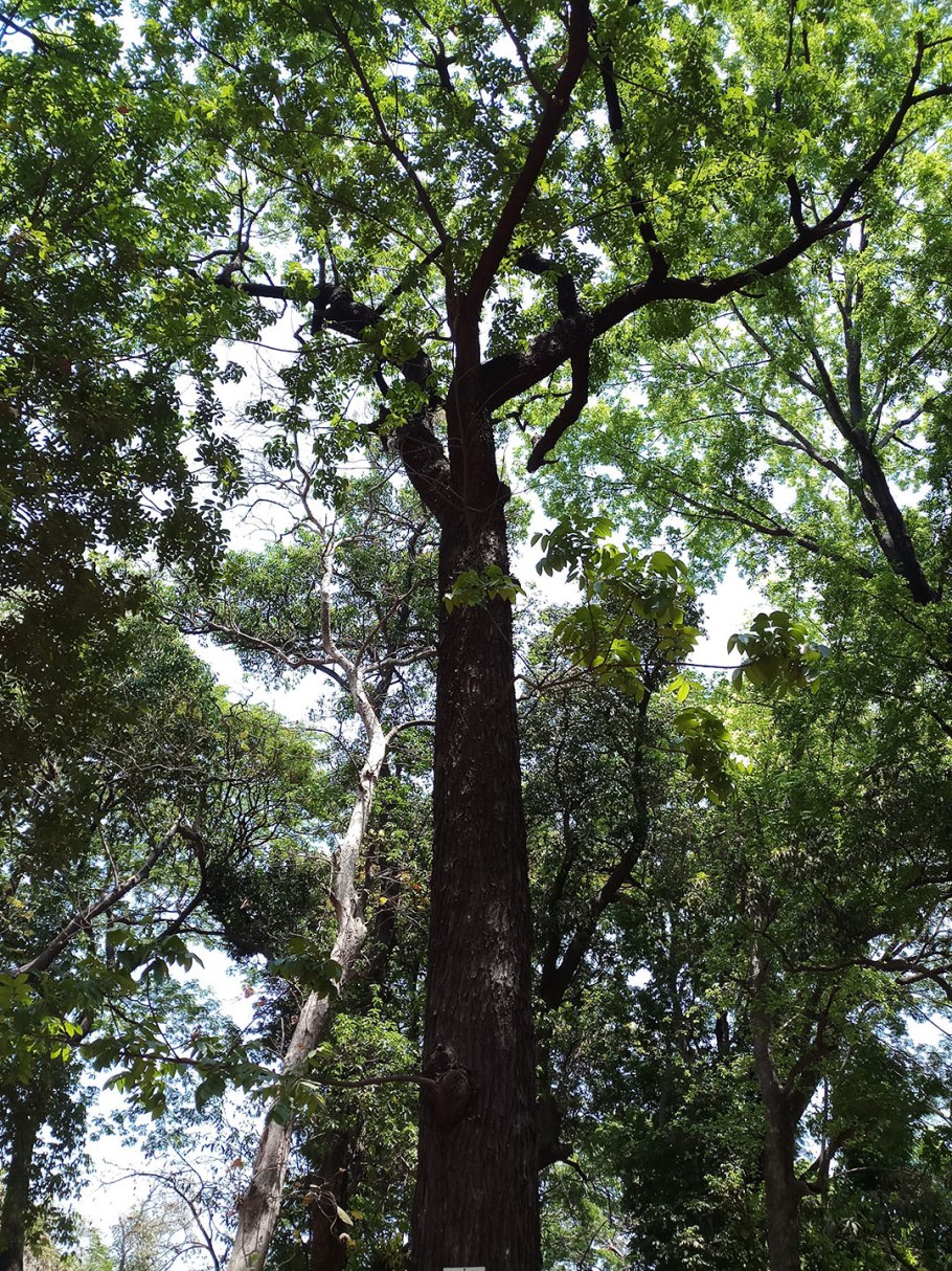Дерево свитения махагони
