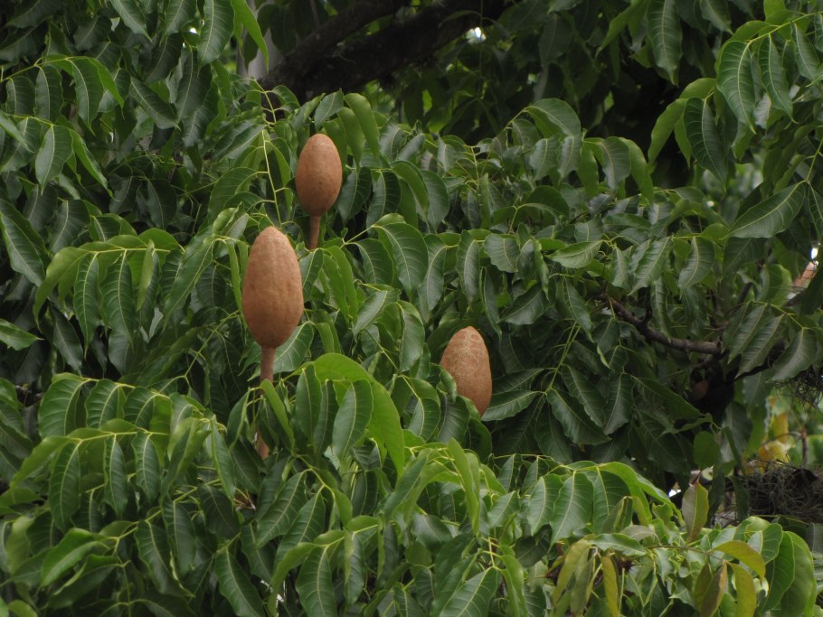 Свитения махагони