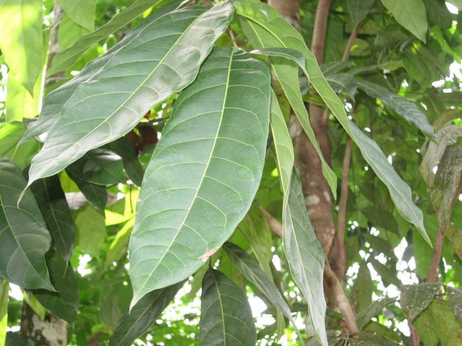 Свитения махагони древесина