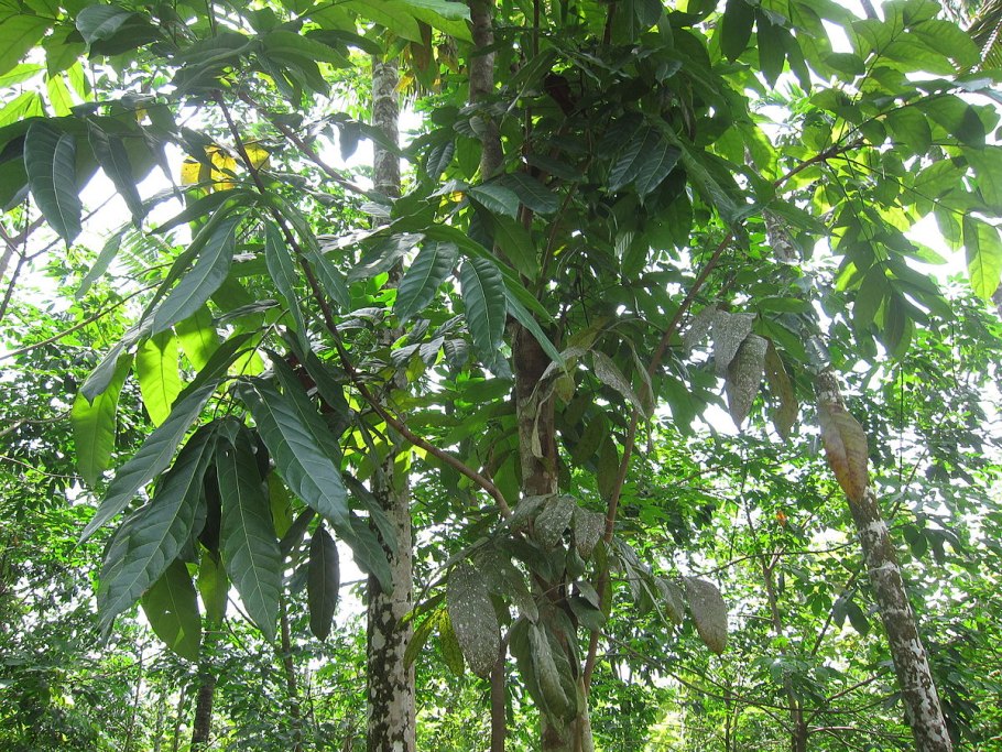 Свитения махагони бонсай