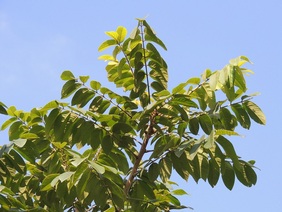 Свитения махагони