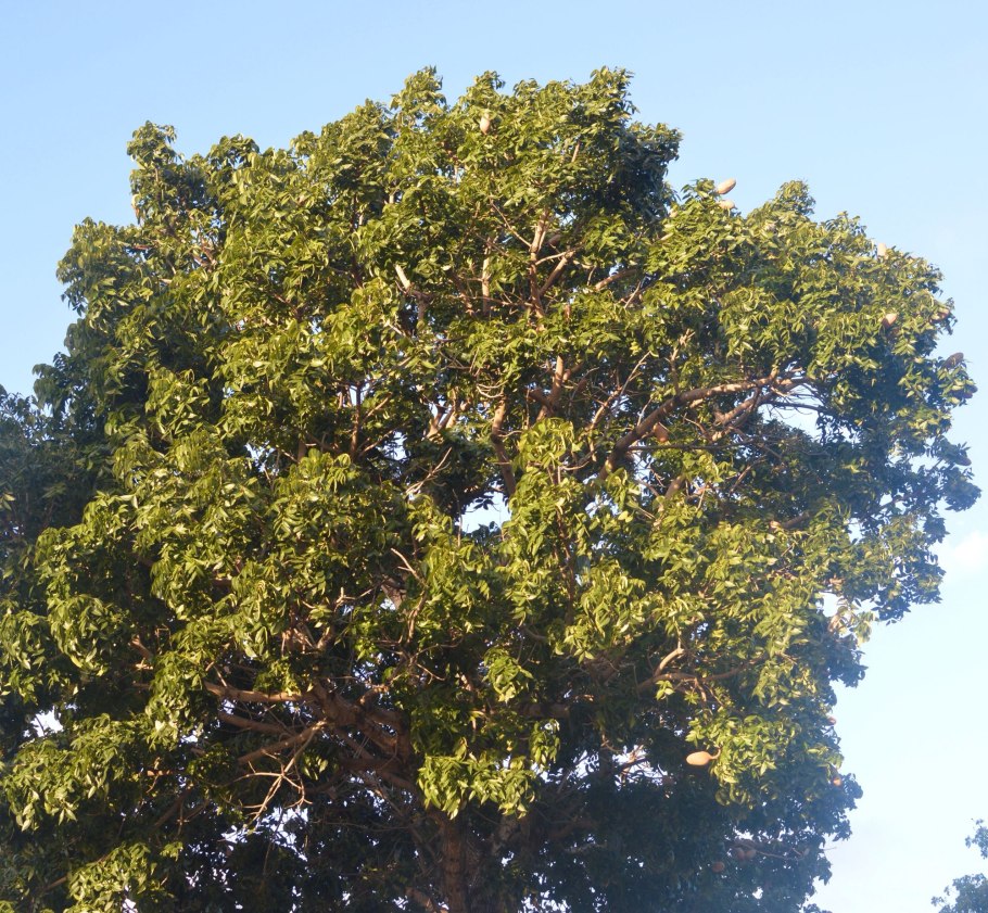 Махагони дерево плоды