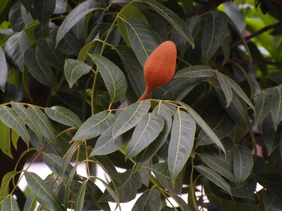 Ботаника дерево