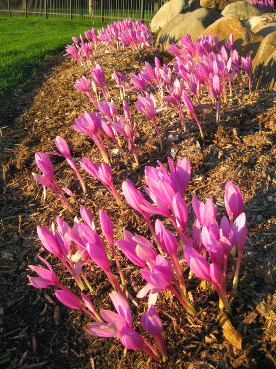 Крокус цветок осенний