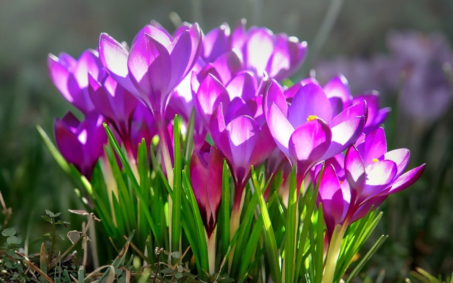 Crocus tommasinianus