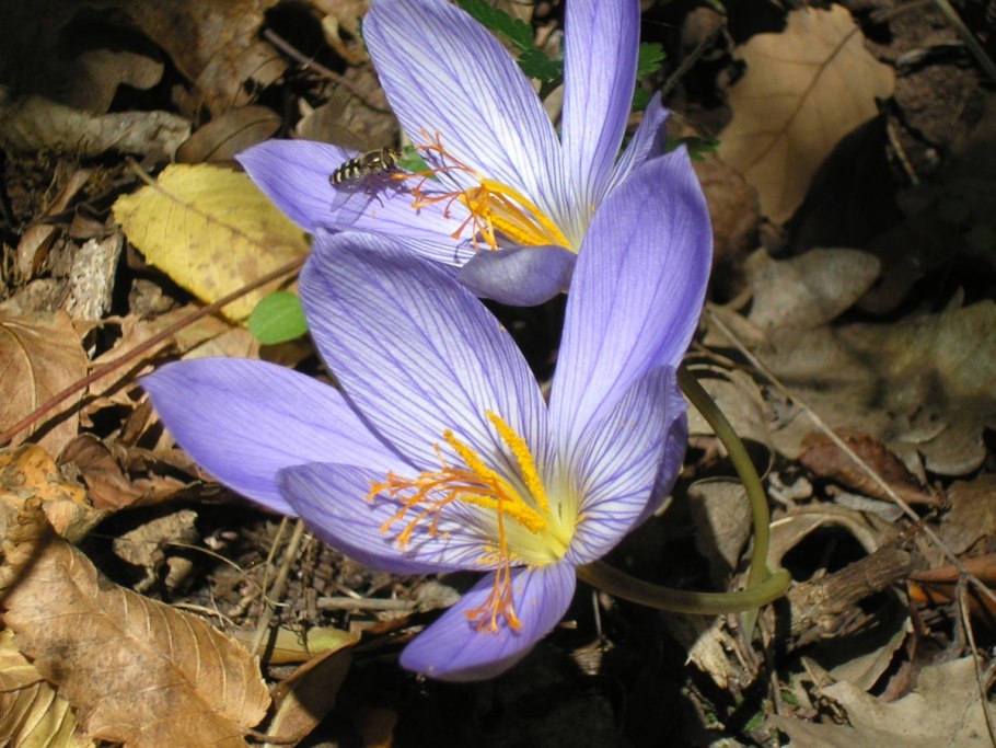 Крокус Шафран и безвременник