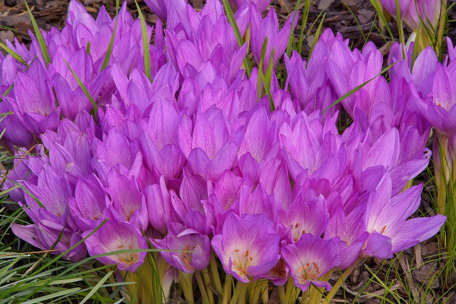 Крокус Кочи (зонатус)