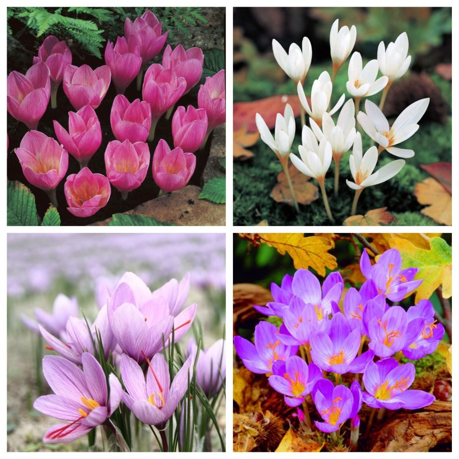 Тычинки крокуса