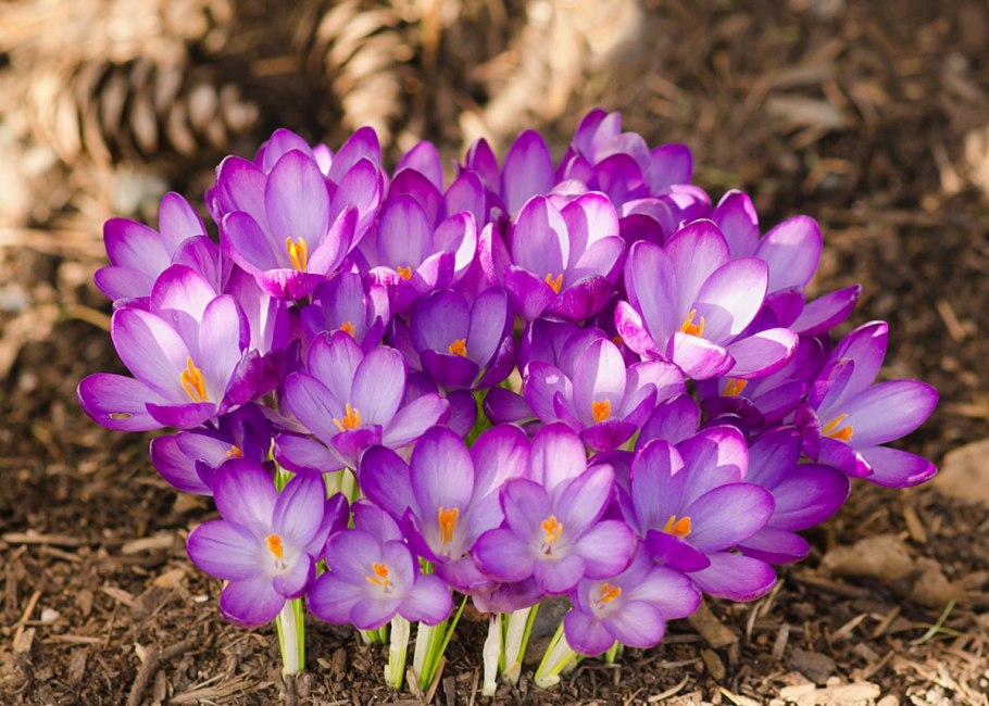 Крокус осеннецветущий зонатус