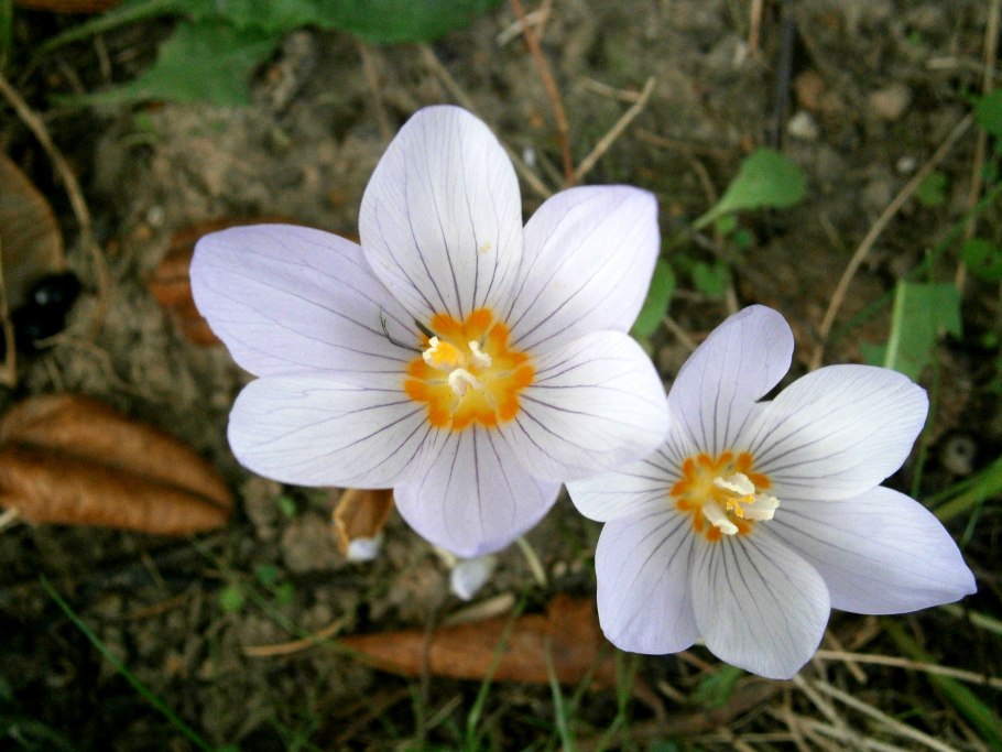 Масляный экстракт шафрана