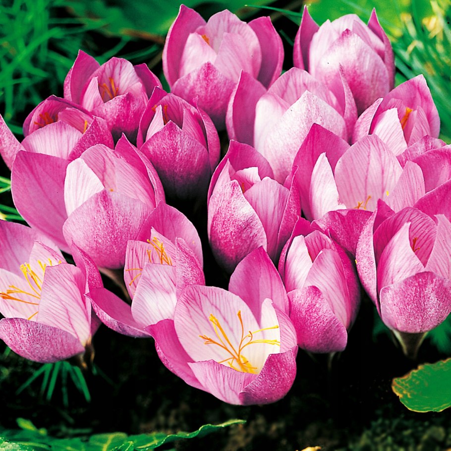 Нити шафрана свойства