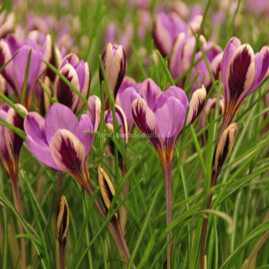 Крокус (Crocus) kotschyanus