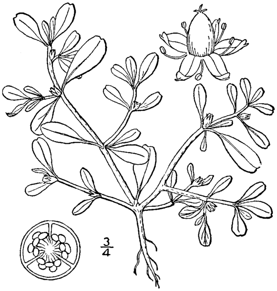 Рисунок 1 марталегенда