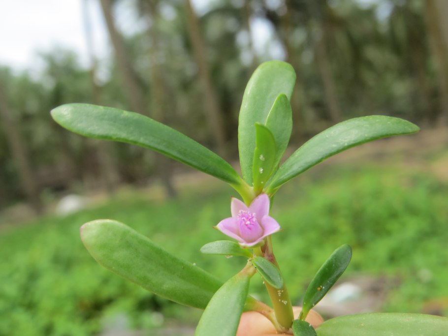 Сезувиум портулаковидный (Sesuvium portulacastrum)
