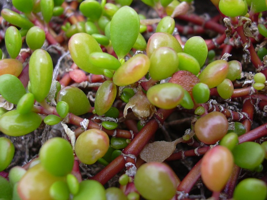 Сезувиум портулаковидный (Sesuvium portulacastrum)