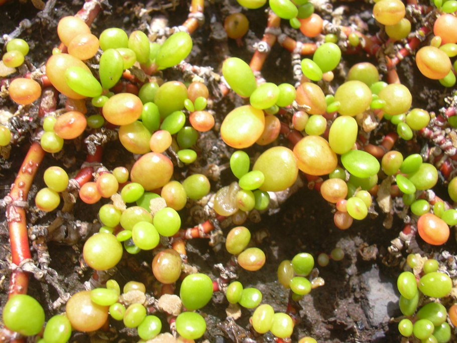 Сезувиум тропический