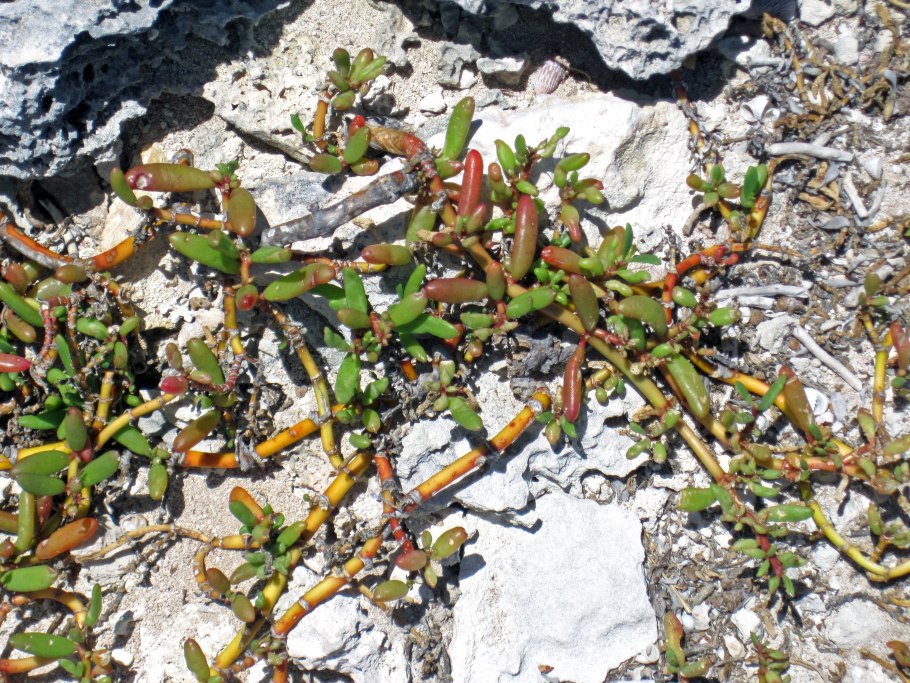 Сезувиум портулаковидный (Sesuvium portulacastrum)