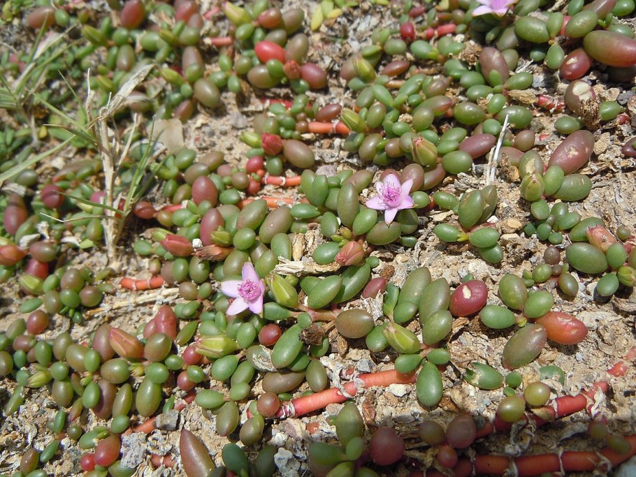 Sesuvium Crithmoides