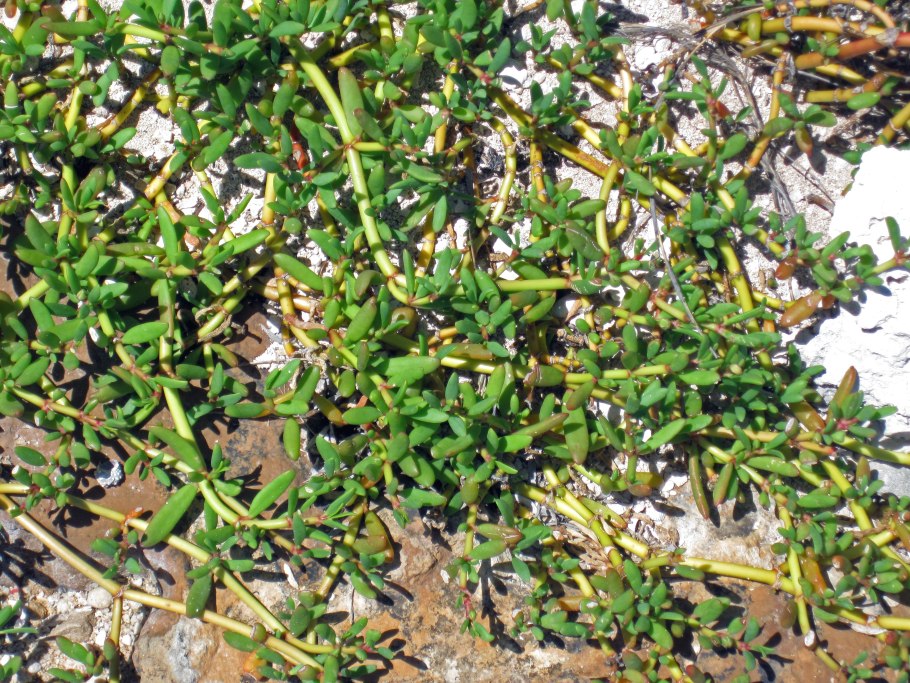 Сезувиум Западный