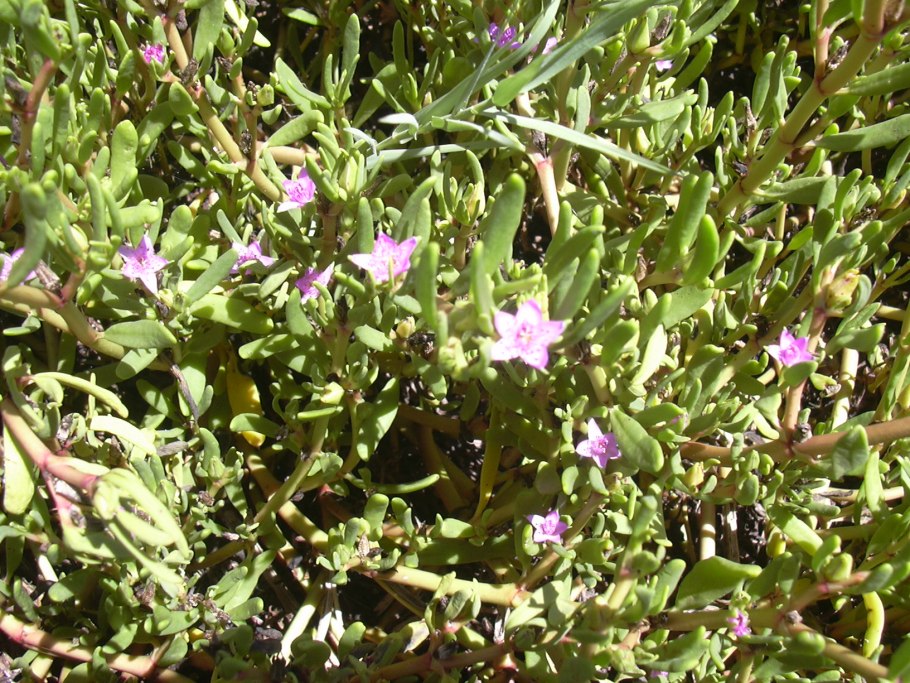 Хлорелла Крассула