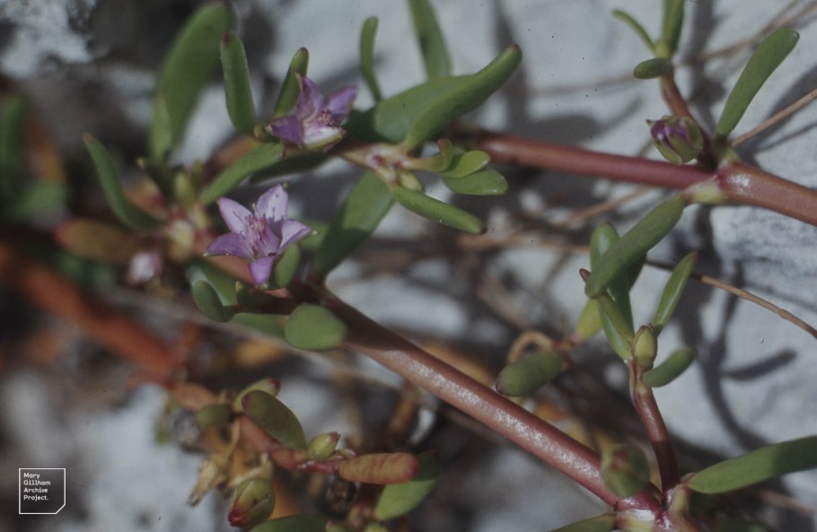 Сезувиум портулаковидный