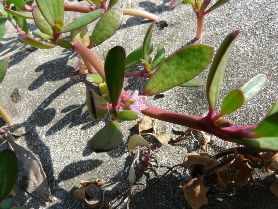 Сезувиум портулаковидный