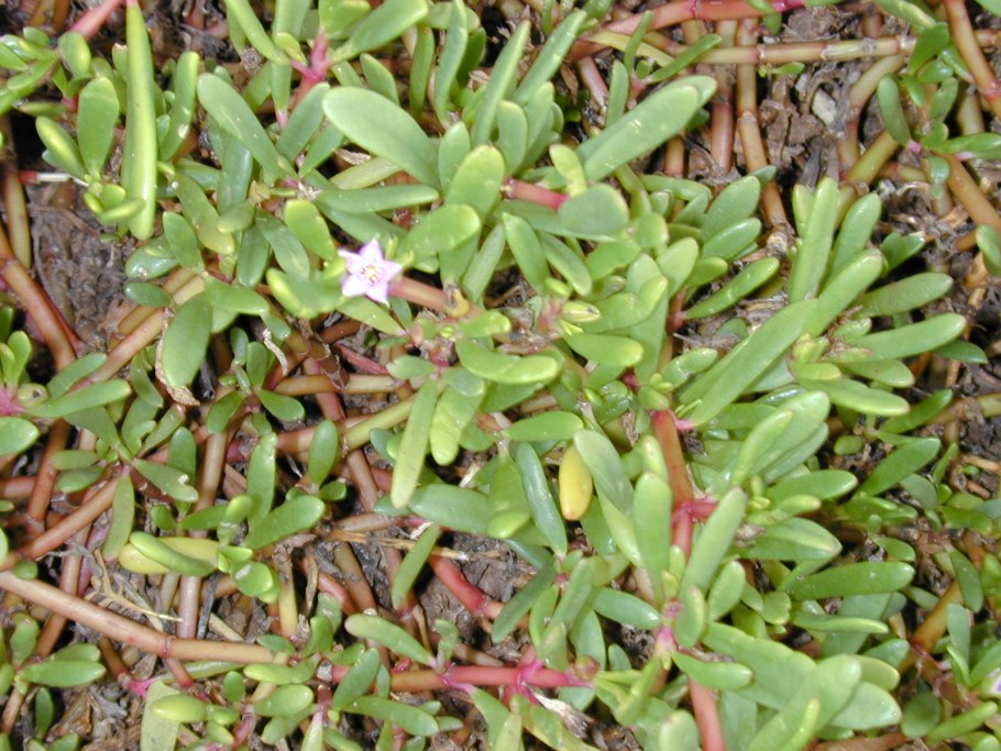 Sesuvium portulacastrum