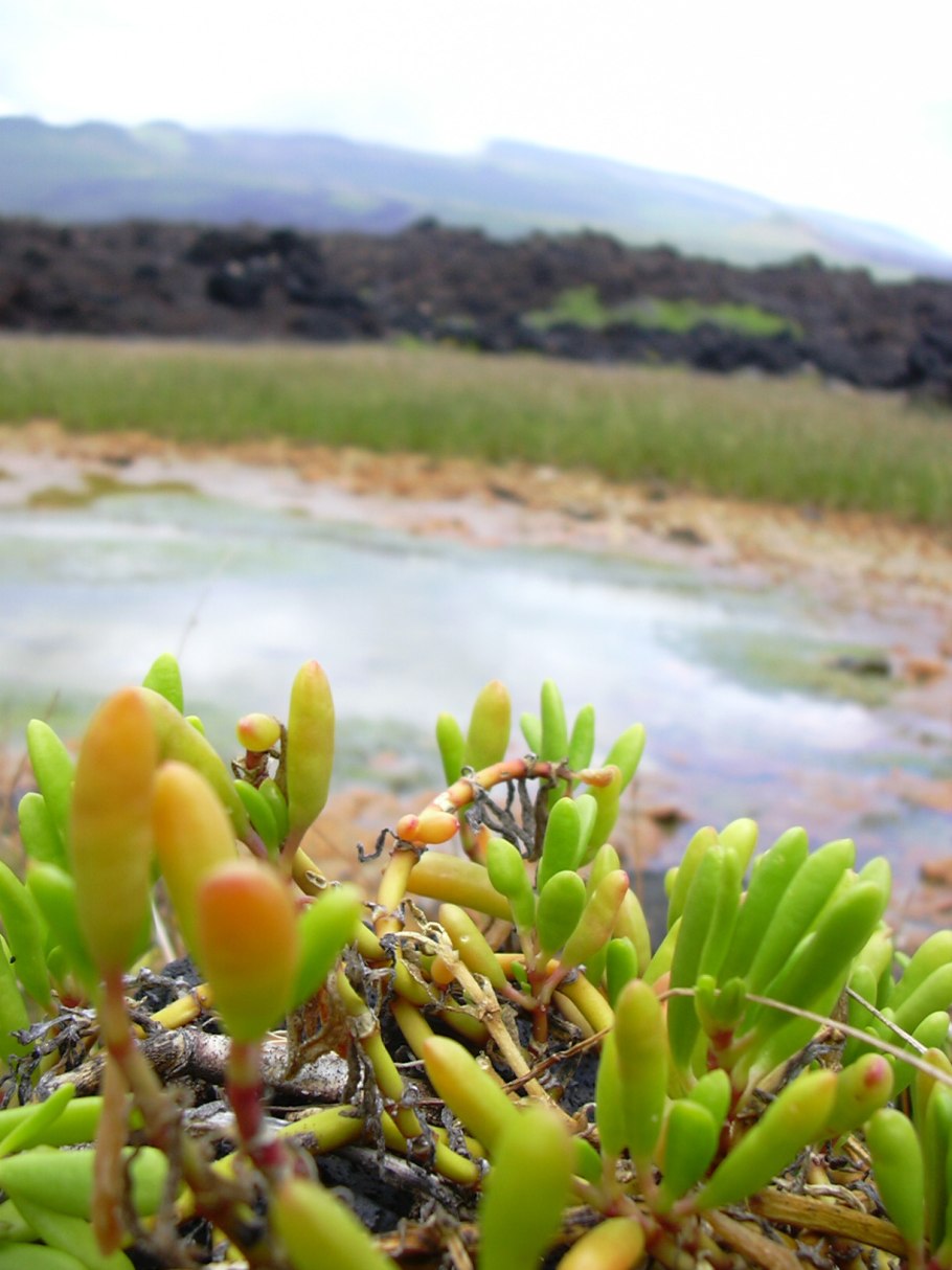 Сезувиум портулаковидный (Sesuvium portulacastrum)