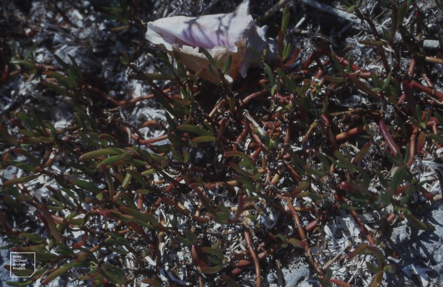 Сезувиум портулаковидный (Sesuvium portulacastrum)