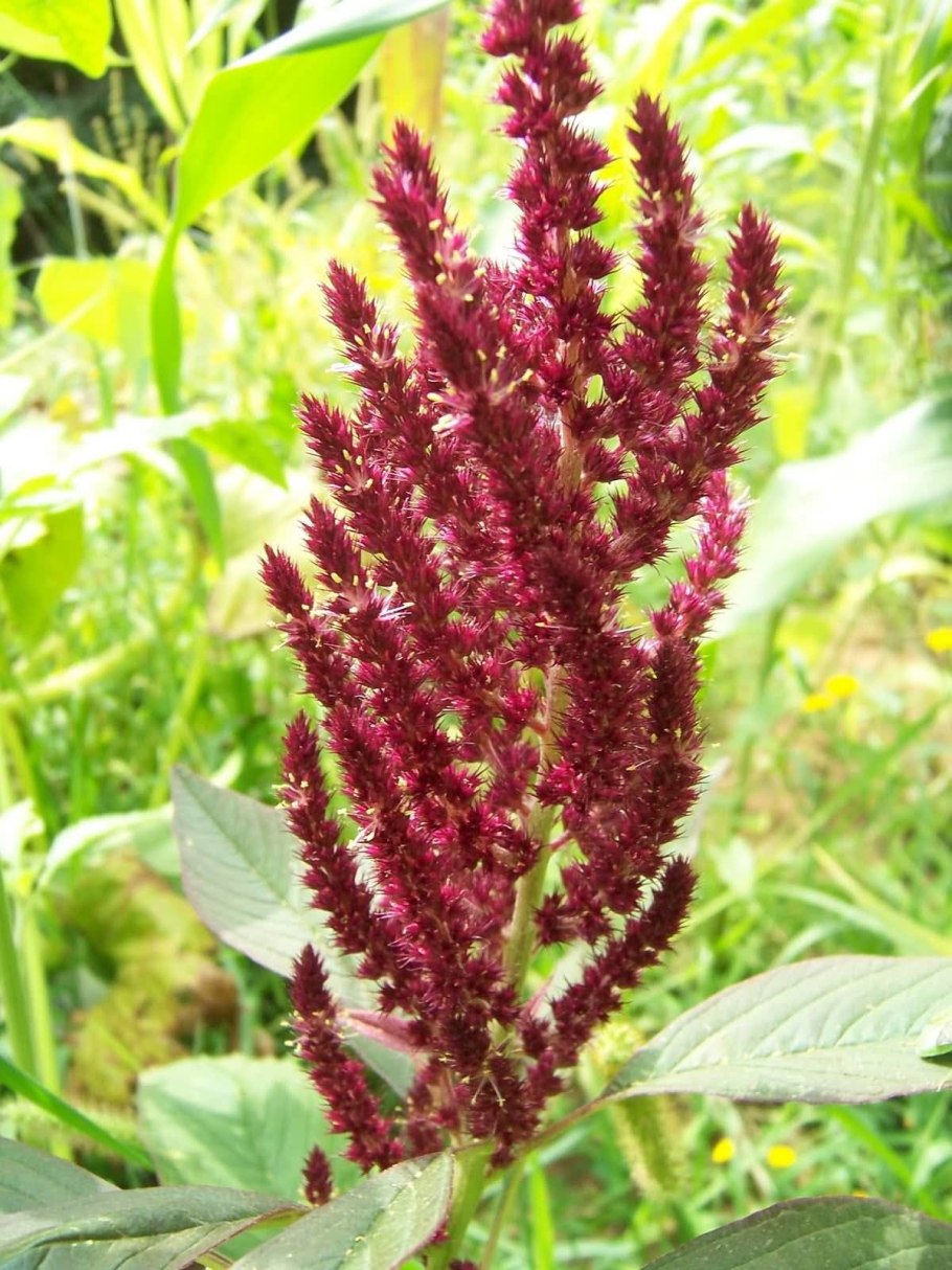 Амарант метельчатый Оешберг