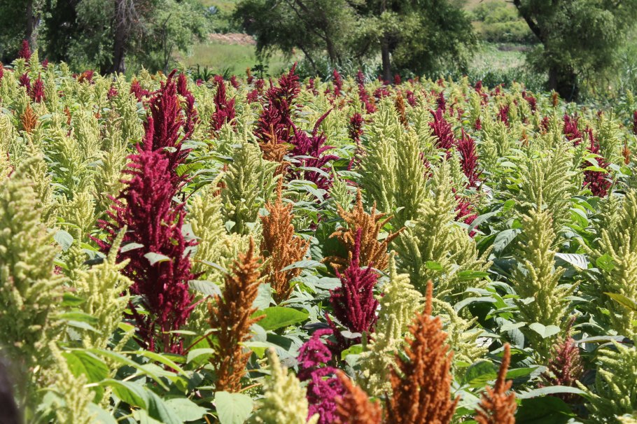 Амарант метельчатый Оешберг